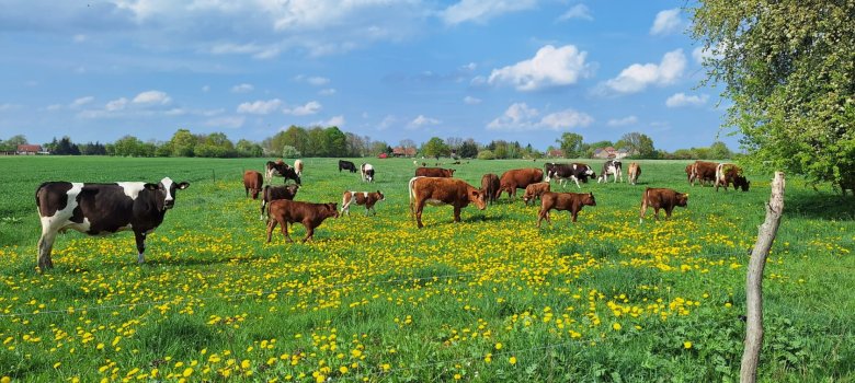 Homann Farm A herd of mother cows in the pasture