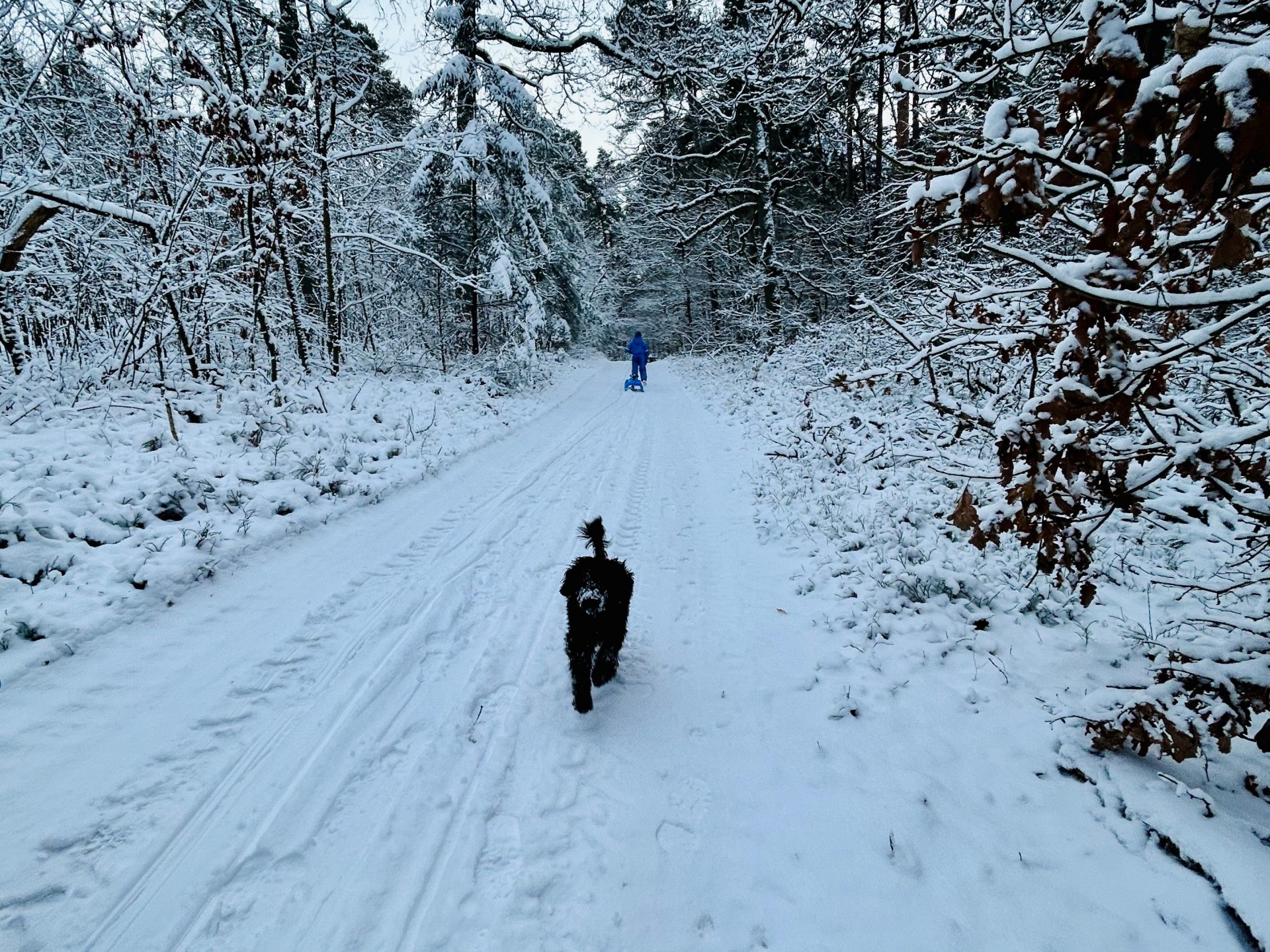 Dog and child with sled in the forest