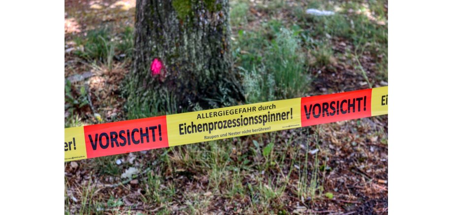 Warning banner: "Caution: Oak Processionary Moth" Warning banner "Beware of the oak processionary moth" with a tree in the background