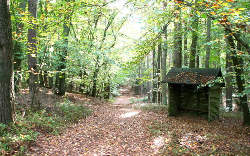 Im Seehäuser Forst
