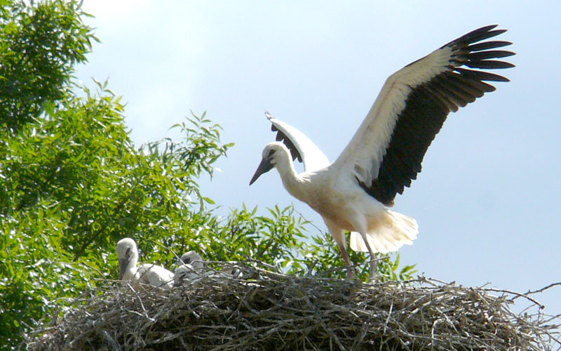 Weißstorch mit Küken