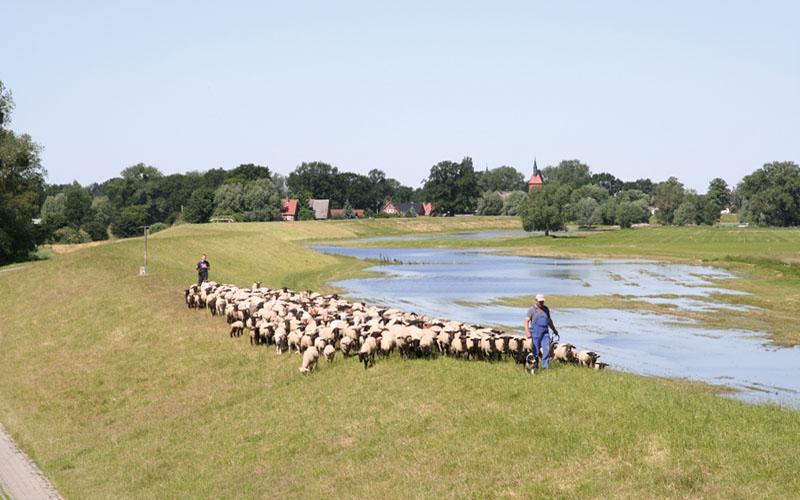 Schäfer auf dem Elbdeich