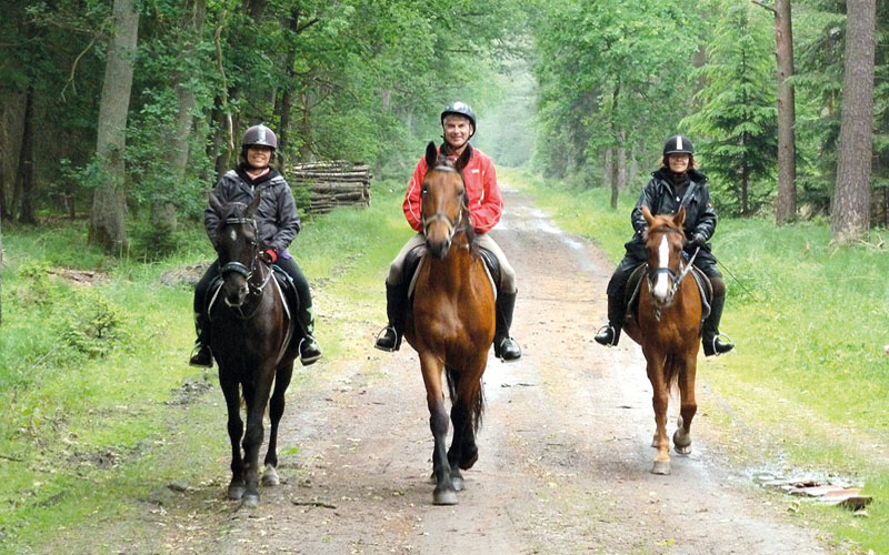 Reiten im Seehäuser Forst