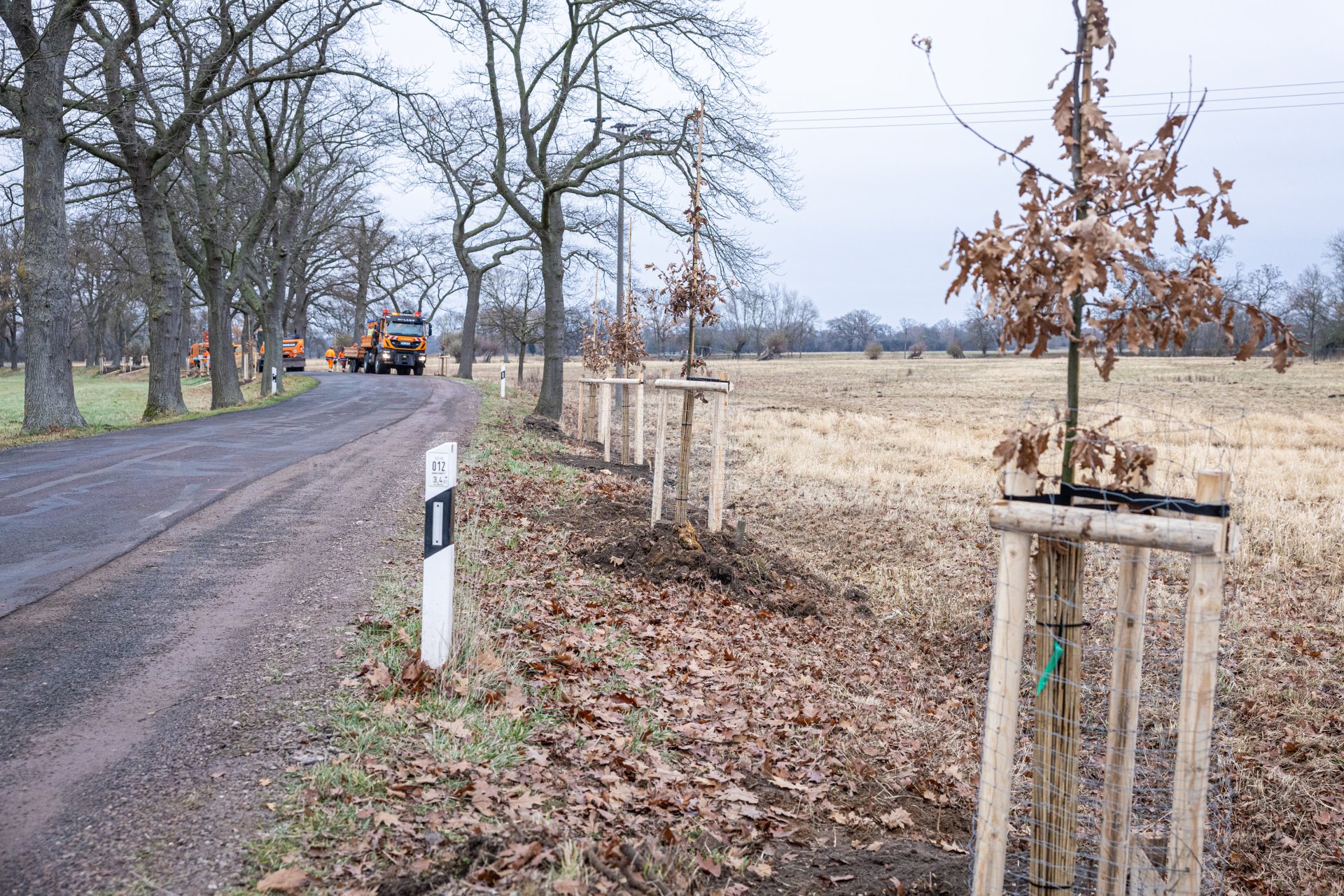 Kreisstraßenmeisterei stellt Allee-Charakter wieder her