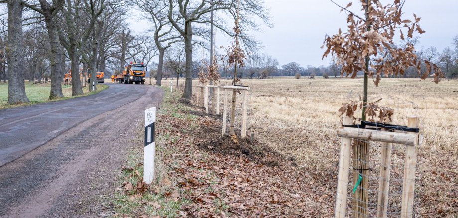 Kreisstraßenmeisterei stellt Allee-Charakter wieder her Kreisstraßenmeisterei stellt Allee-Charakter wieder her