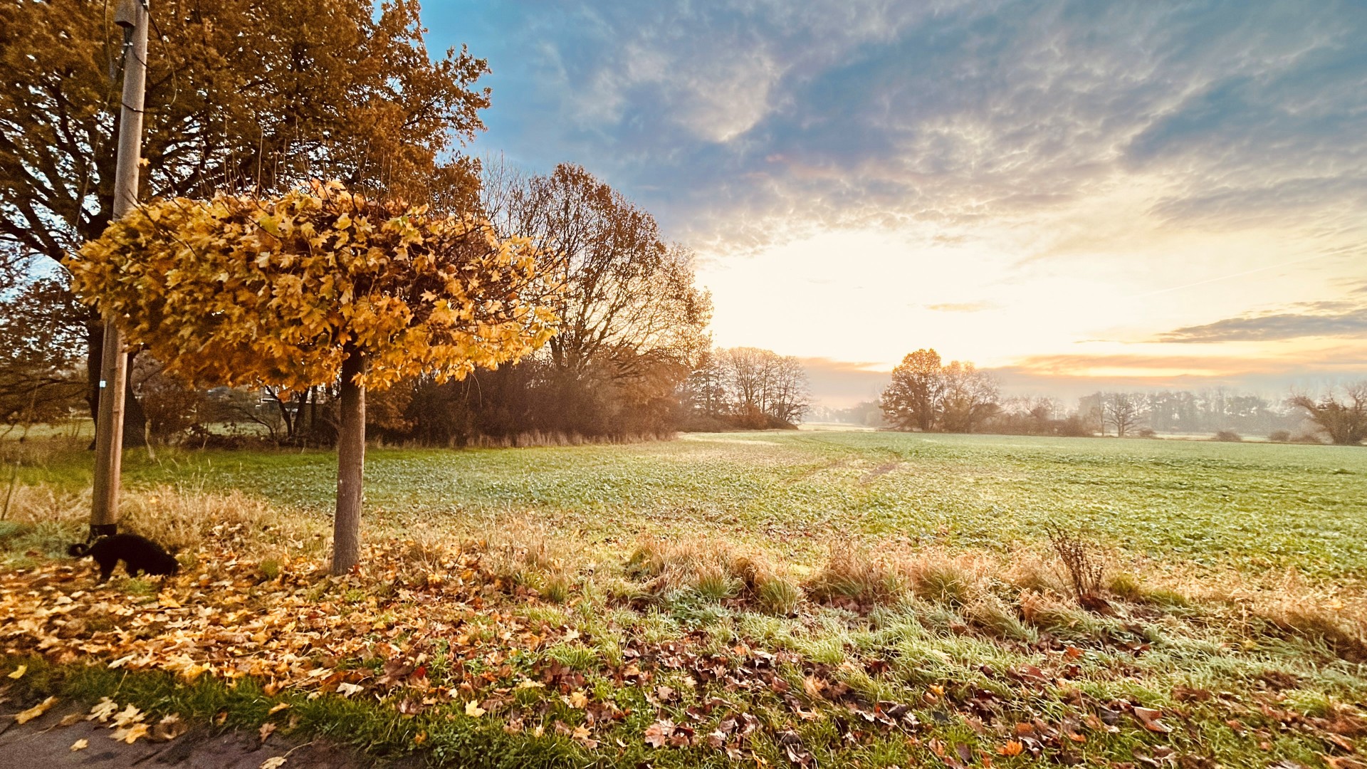 Landschaft mit Blick auf Bäume mit bunten Blättern und auf das weite Feld im Herbst 