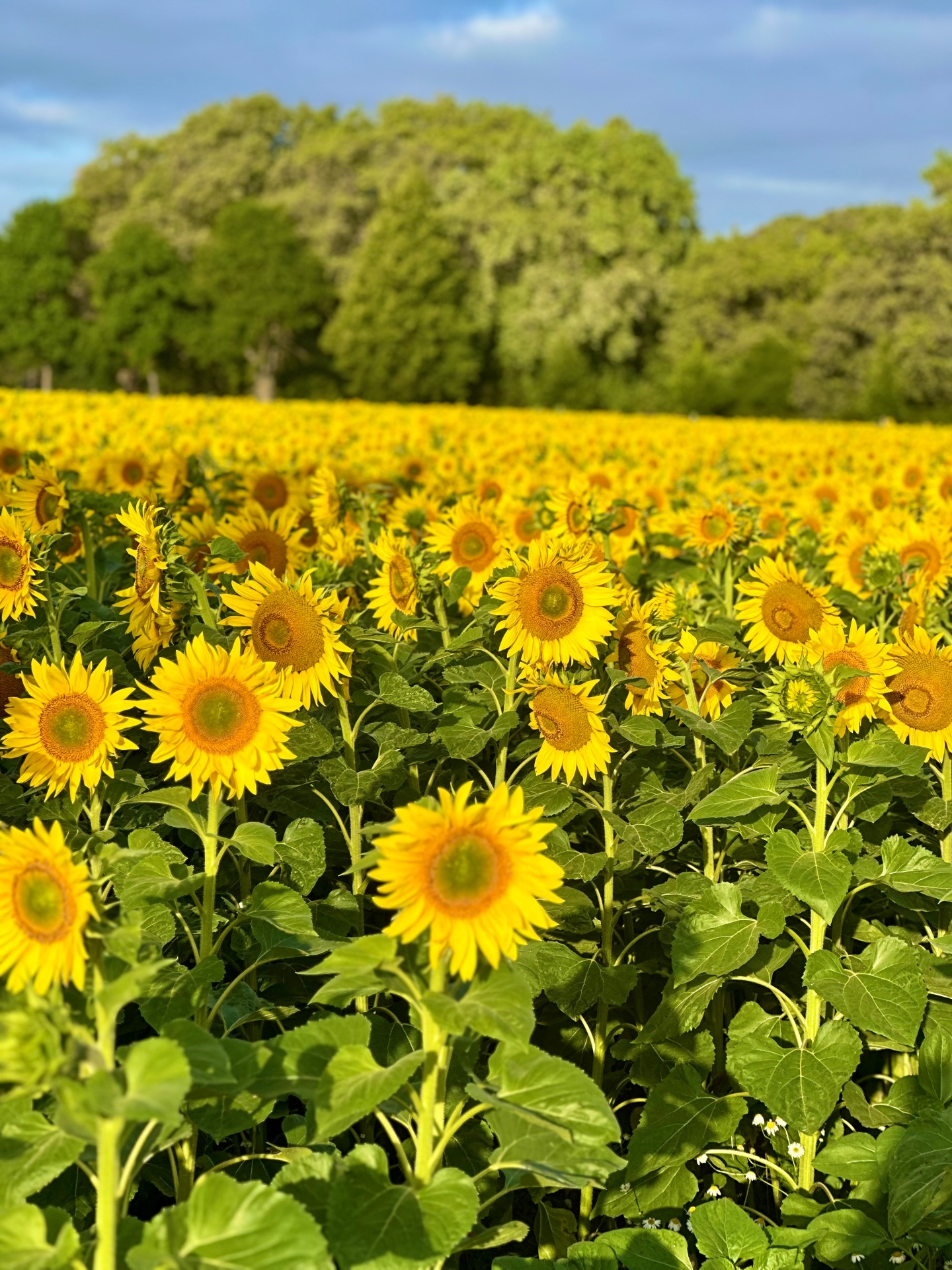 Sonnenblumenfeld in Schallun im Ortsteil Falkenberg in der Altmärkischen Wische