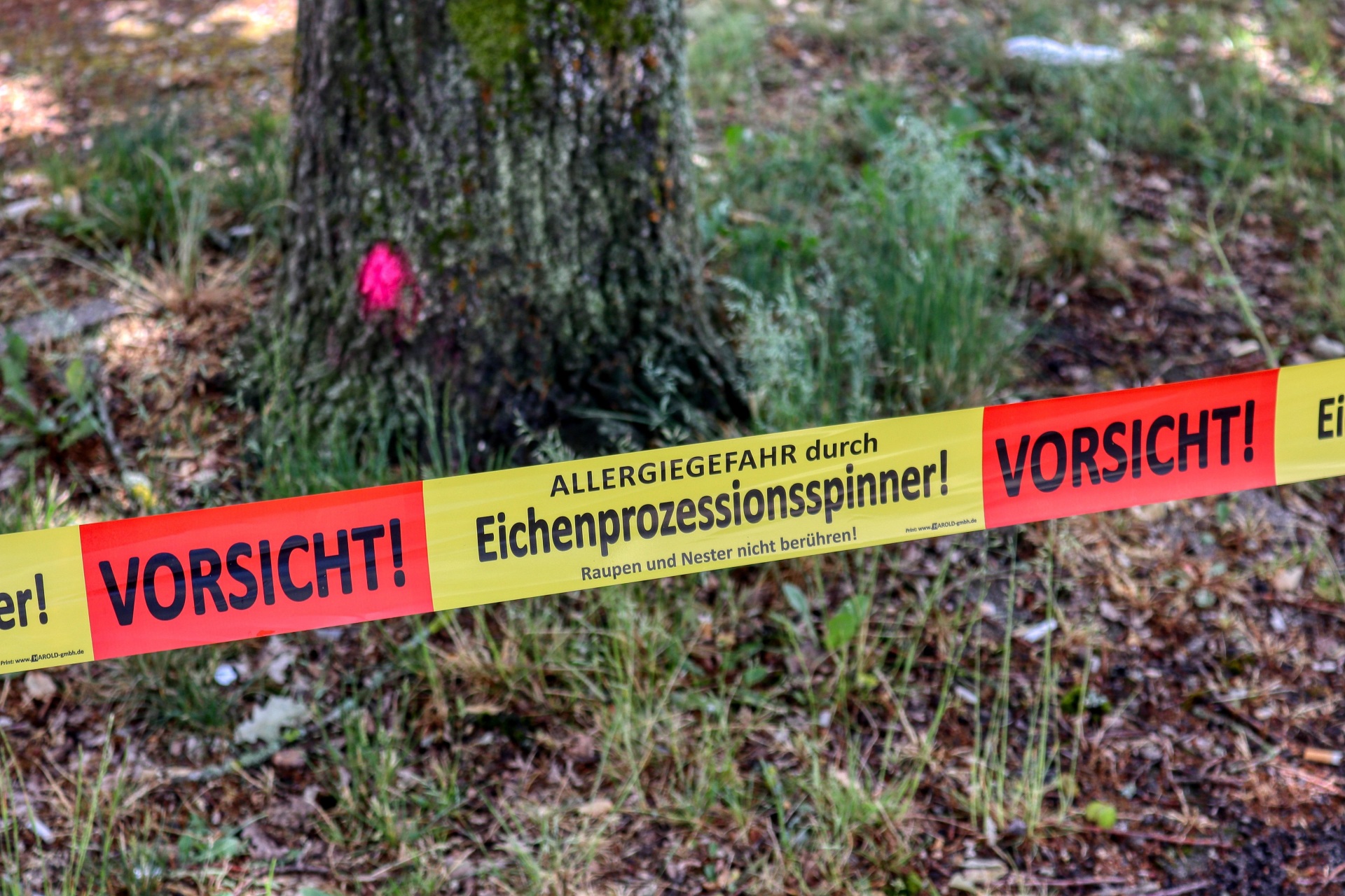 Gefahrenbanner "Achtung Eichenprozessionsspinner" mit Baum im Hintergrund